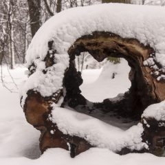 Bild: Verfaulter Baumstamm als dekoratives Element im Park von Kadriorg.
