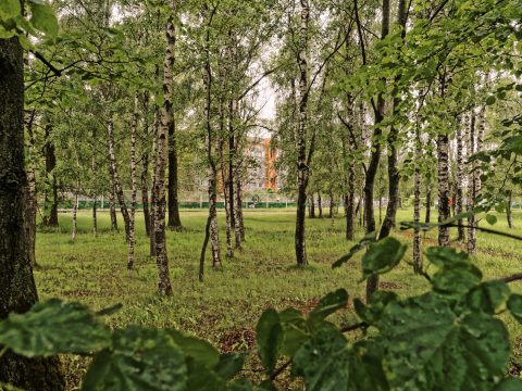 Bild: Birken haben eine wichtige Bedeutung für die Letten. Aus ihnen wird der leckere Birkensaft gebraut. Hier im Rigaer Stadtteil Daugavgrīva kann man gleichzeitig in der Stadt und im Wald sein. OLYMPUS OM-D E-M5 mit M.ZUIKO DIGITAL ED 12‑40mm 1:2.8. ISO 640 ¦ f/7,1 ¦ 12 mm ¦ 1/50 s. Klicken Sie auf das Bild um es zu vergrößern.