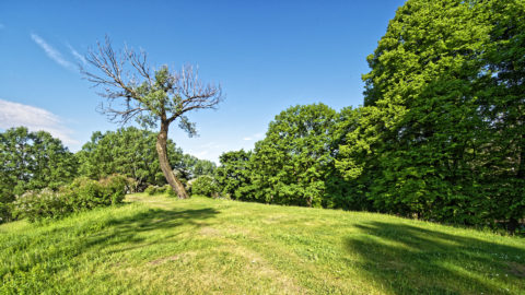 Bild: Ein Morgenspaziergang in Rīga im Dzegužkalna Park.. Diese Szene erinnert ein wenig an Modest Mussorgski - nur das eben keine Nacht ist. Abgestorbener Baum auf der Norddüne des Dzegužkalna Park. OLYMPUS OM-D E-M1 Mark II und M.ZUIKO DIGITAL ED 7‑14mm 1:2.8 PRO. ISO 200 ¦ f/5.6 ¦ 7 mm ¦ 1/1500 s ¦ kein Blitz. Klicken Sie auf das Bild um es zu vergrößern.